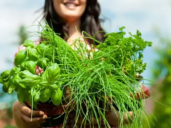 Préparez les herbes pour l’hiver