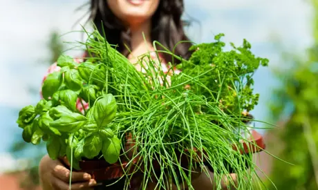 Préparez les herbes pour l’hiver