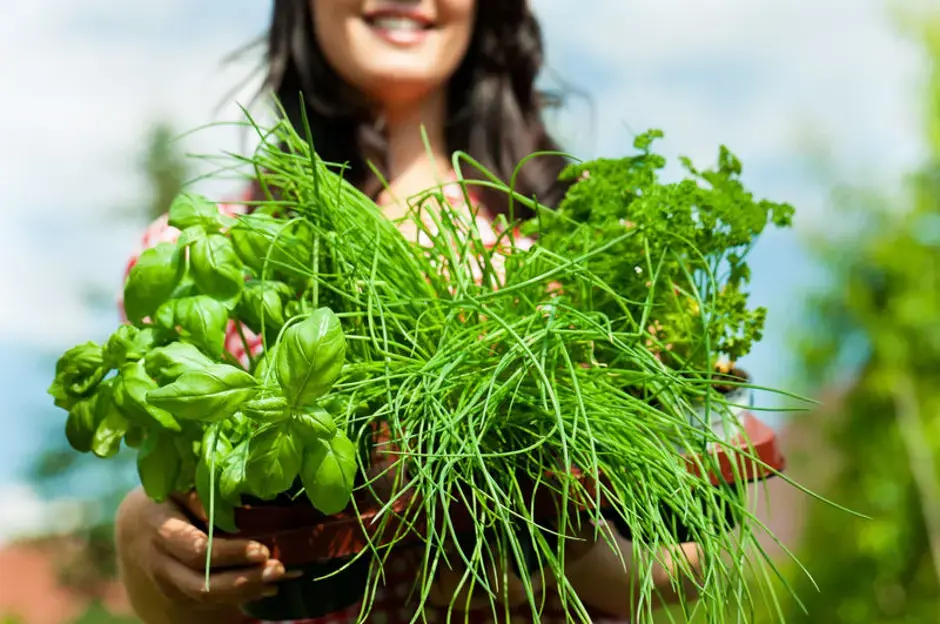 Préparez les herbes pour l’hiver