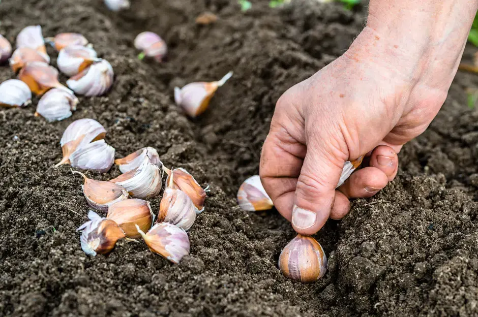 Plantation et culture de l’ail au printemps. Recommandations et conseils utiles comment cultiver de l’air même dans votre appartement!