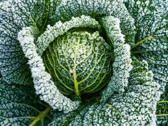 Entretien du jardin en hiver