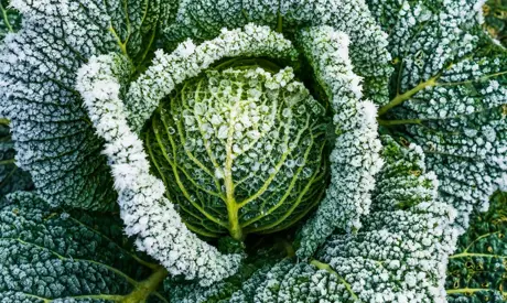 Entretien du jardin en hiver