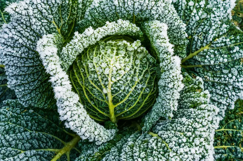 Entretien du jardin en hiver