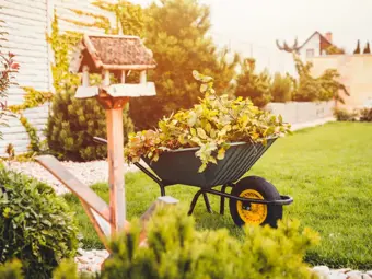 Jardin et balcon en novembre: comment se préparer pour le gel plus fort?