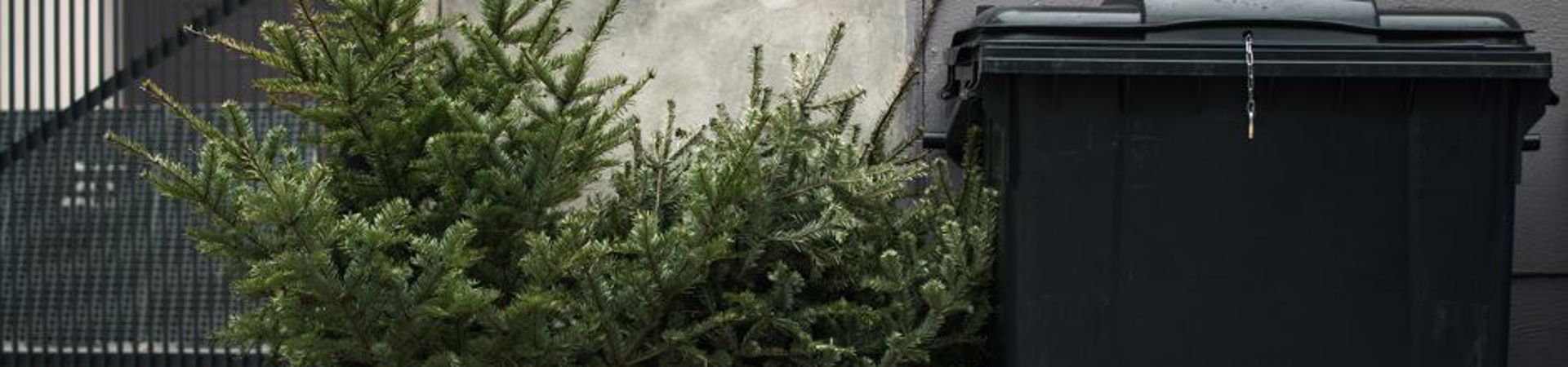 Quoi faire avec le sapin de Noël?