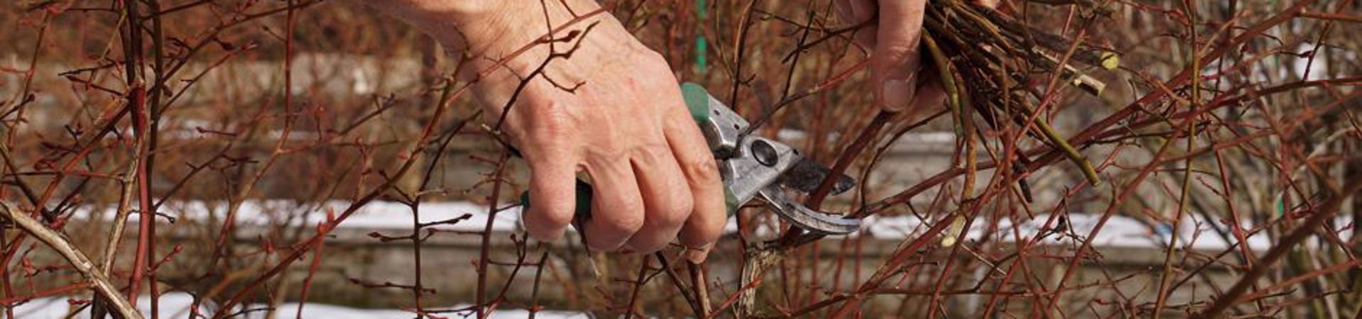 Janvier dans le jardin. Est-ce que le jardin a besoin de notre soin aussi en hiver?