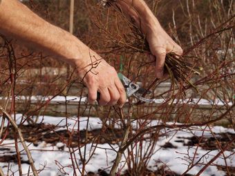 Janvier dans le jardin. Est-ce que le jardin a besoin de notre soin aussi en hiver?