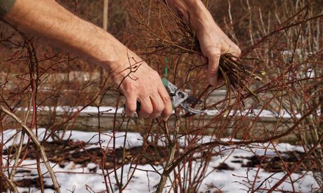 Janvier dans le jardin. Est-ce que le jardin a besoin de notre soin aussi en hiver?