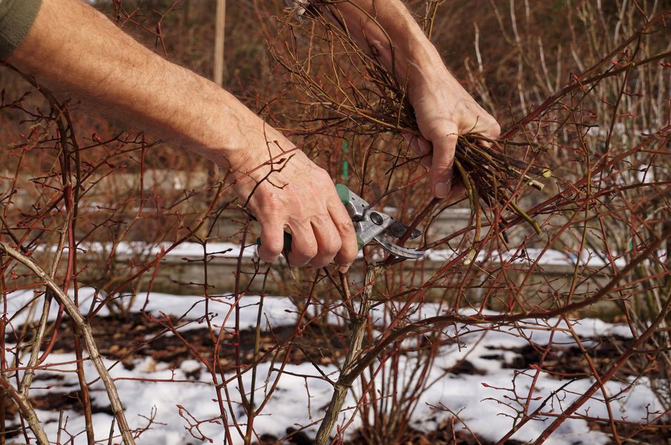 Janvier dans le jardin. Est-ce que le jardin a besoin de notre soin aussi en hiver?