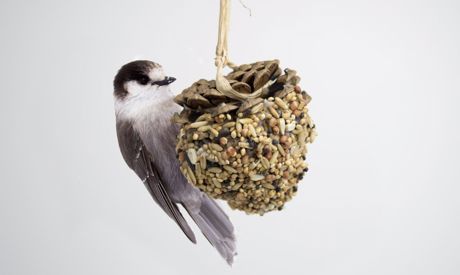 Créez une mangeoire simple pour les oiseaux d’un cône!