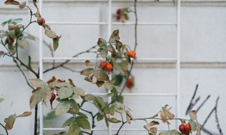 Jardin au mois d’octobre: on termine la récolte et on plante les rosiers