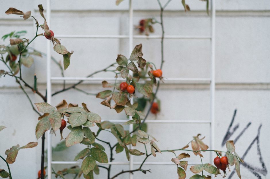 Jardin au mois d’octobre: on termine la récolte et on plante les rosiers